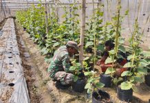 Babinsa Raas Turun ke Kebun, Tanaman Melon Dijaga hingga Siap Panen
