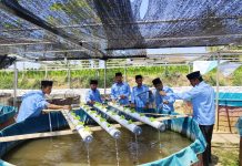 Limbah Air Kolam Lele Menjadi Pupuk Organik Pertanian