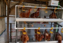 Ayam Petelur PTBA Buka Peluang Ekonomi bagi Warga Sirah Pulau