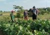 Jalin Keakraban dengan Warga, Babinsa Ambunten Komsos di Ladang Tembakau