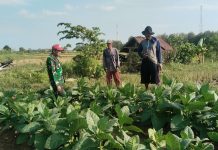 Jalin Keakraban dengan Warga, Babinsa Ambunten Komsos di Ladang Tembakau