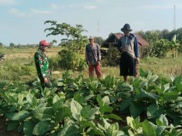Jalin Keakraban dengan Warga, Babinsa Ambunten Komsos di Ladang Tembakau