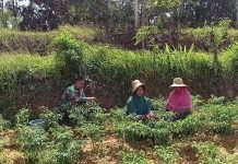 Dukung Ketahanan Pangan, Babinsa Dasuk Dampingi Petani Panen Cabai di Desa Kecer