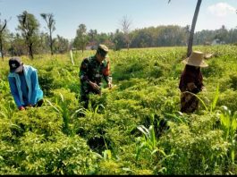 Babinsa Ambunten Dampingi Warga Panen Cabai, Dukung Ketahanan Pangan
