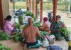 Babinsa Muangan Jalin Komsos dengan Petani Kangkung, Dorong Ketahanan Pangan Warga